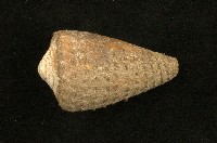 藏品(柳絲芋螺)的圖片